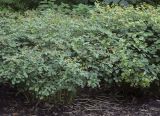 Euphorbia macroceras