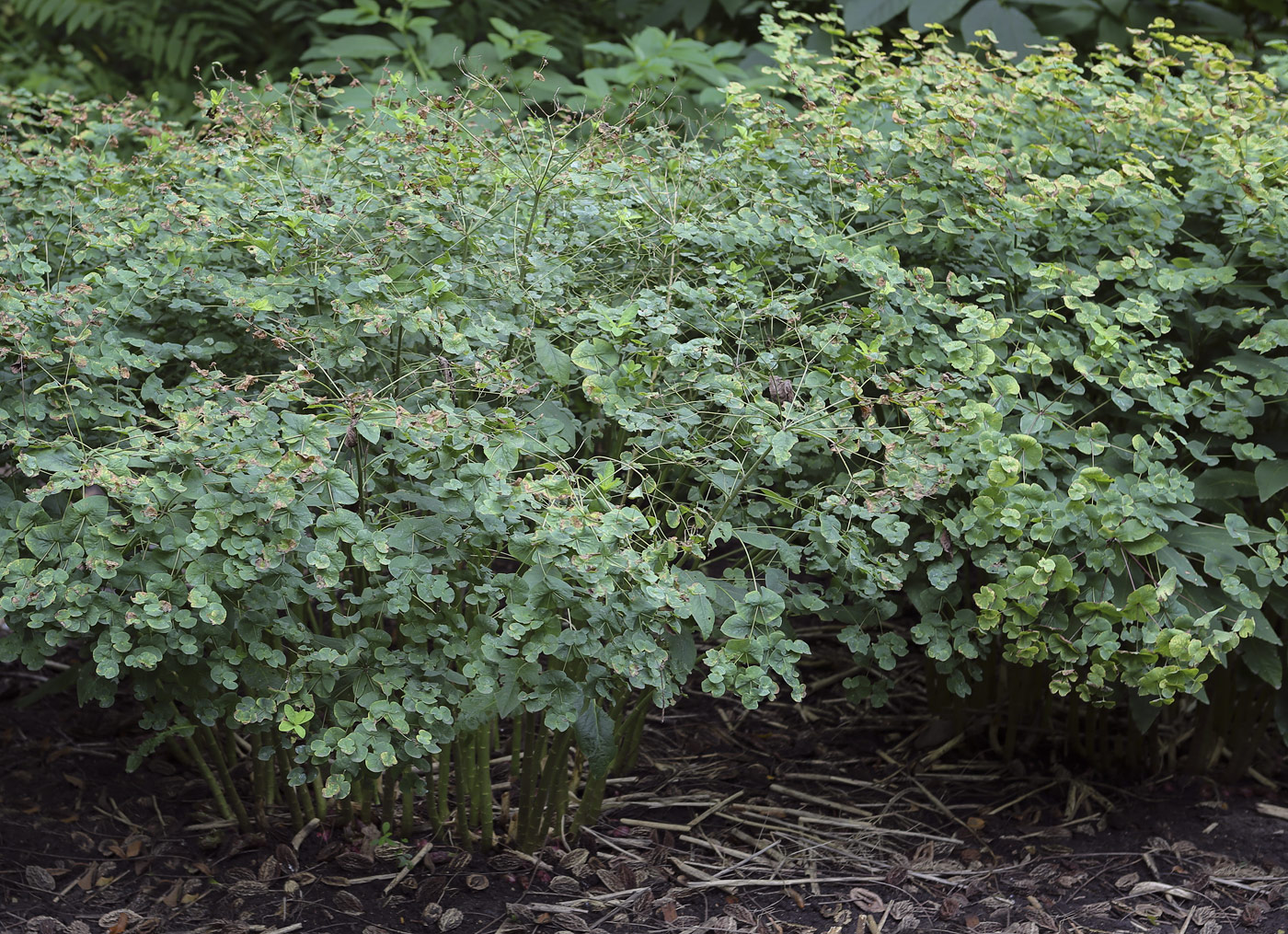 Image of Euphorbia macroceras specimen.