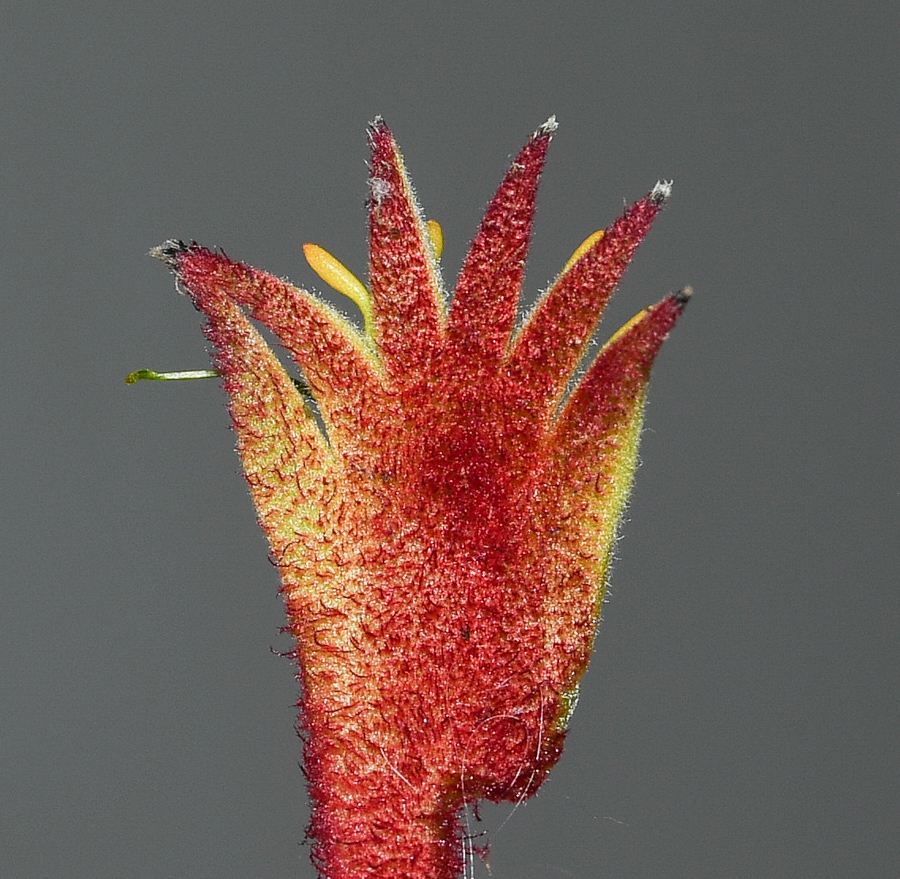 Image of genus Anigozanthos specimen.