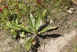 Primula nivalis