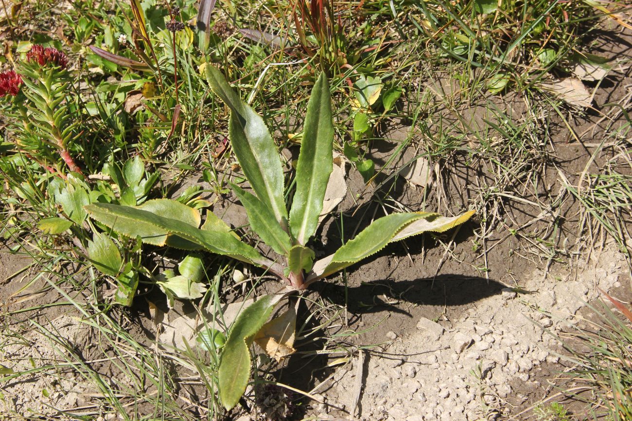 Image of Primula nivalis specimen.