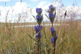 Gentiana decumbens. Верхушки цветущих побегов. Республика Алтай, Кош-Агачский р-н, плоскогорье Укок, окр. р. Музды-Булак, 2346 м н.у.м., луг. 4 августа 2020 г.