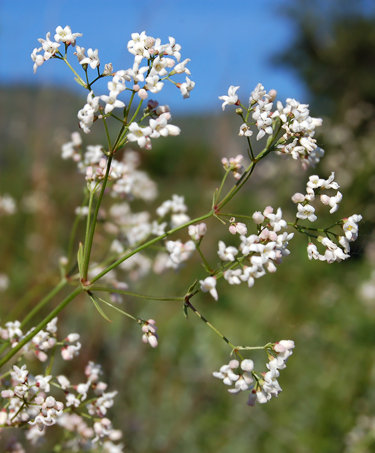 Image of Galium paniculatum specimen.