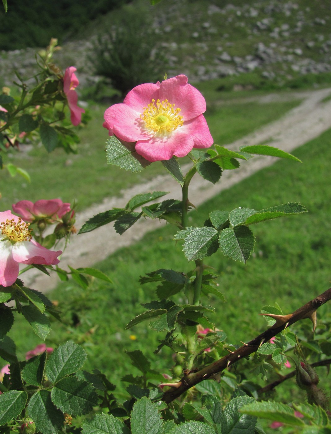 Image of genus Rosa specimen.