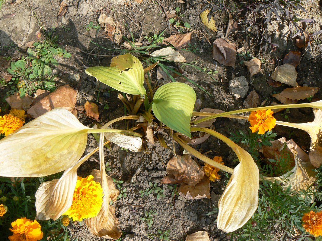 Image of Hosta albomarginata specimen.