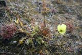 genus Papaver. Цветущее растение. Чукотский автономный округ, остров Врангеля, бывш. пос. Звездный. 2 сентября.