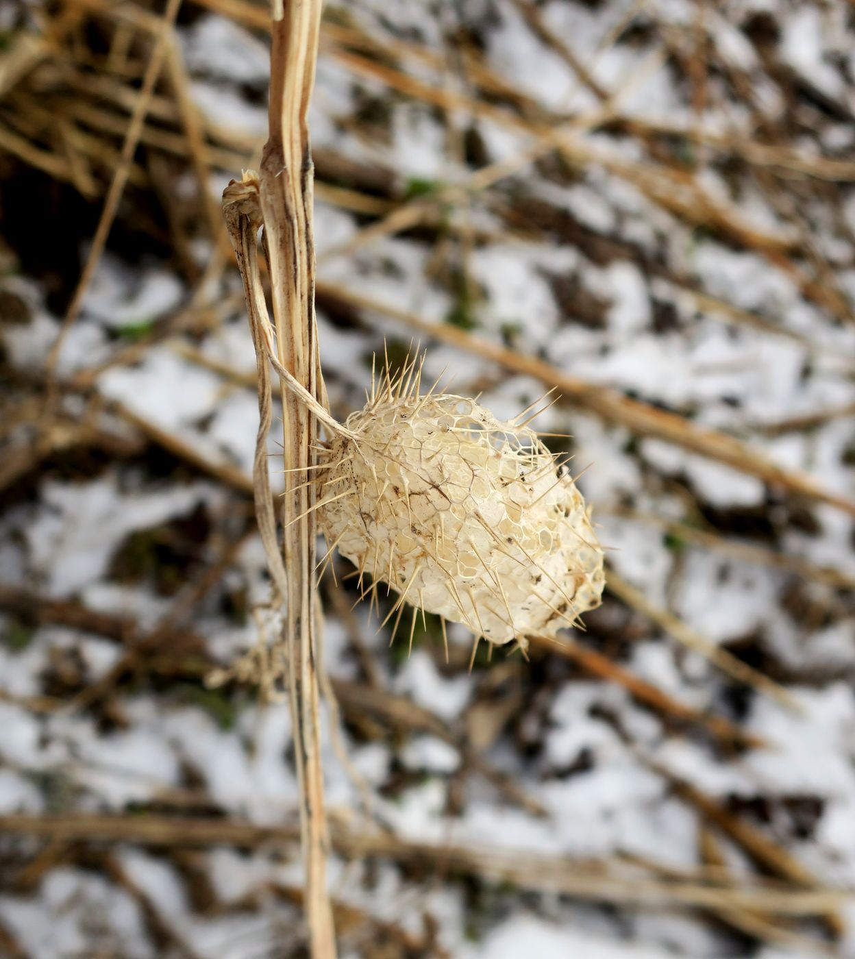 Изображение особи Echinocystis lobata.