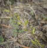 Chamaecytisus ruthenicus. Верхушка веточки с распускающимися вегетативными почками. Пермский край, Кунгурский р-н, ур. Подкаменная гора, разнотравный луг. 06.05.2022.