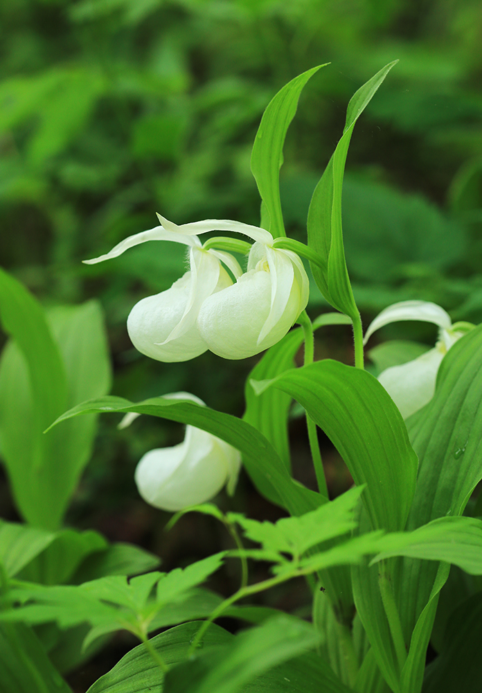 Image of Cypripedium macranthos specimen.