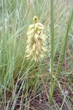 семейство Orchidaceae. Цветущее растение. ЮАР, Драконовы горы, Mkhomazi Wilderness area, хр. между ручьями Kwantuba и Mkomazi, альпийский луг. 05.01.2008.