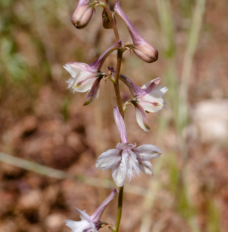 Image of Delphinium ithaburense specimen.