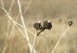 Galium octonarium. Сухие стебли с аномальными выростами, вызванными грибным заболеванием. Краснодарский край, станица Шкуринская, склон балки Сухая. 12.11.2010.