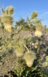 Cirsium echinus. Побеги с соцветиями. Дагестан, Казбековский р-н, ~960 м н.у.м., каменистая бровка Сулакского каньона. 29.06.2022.