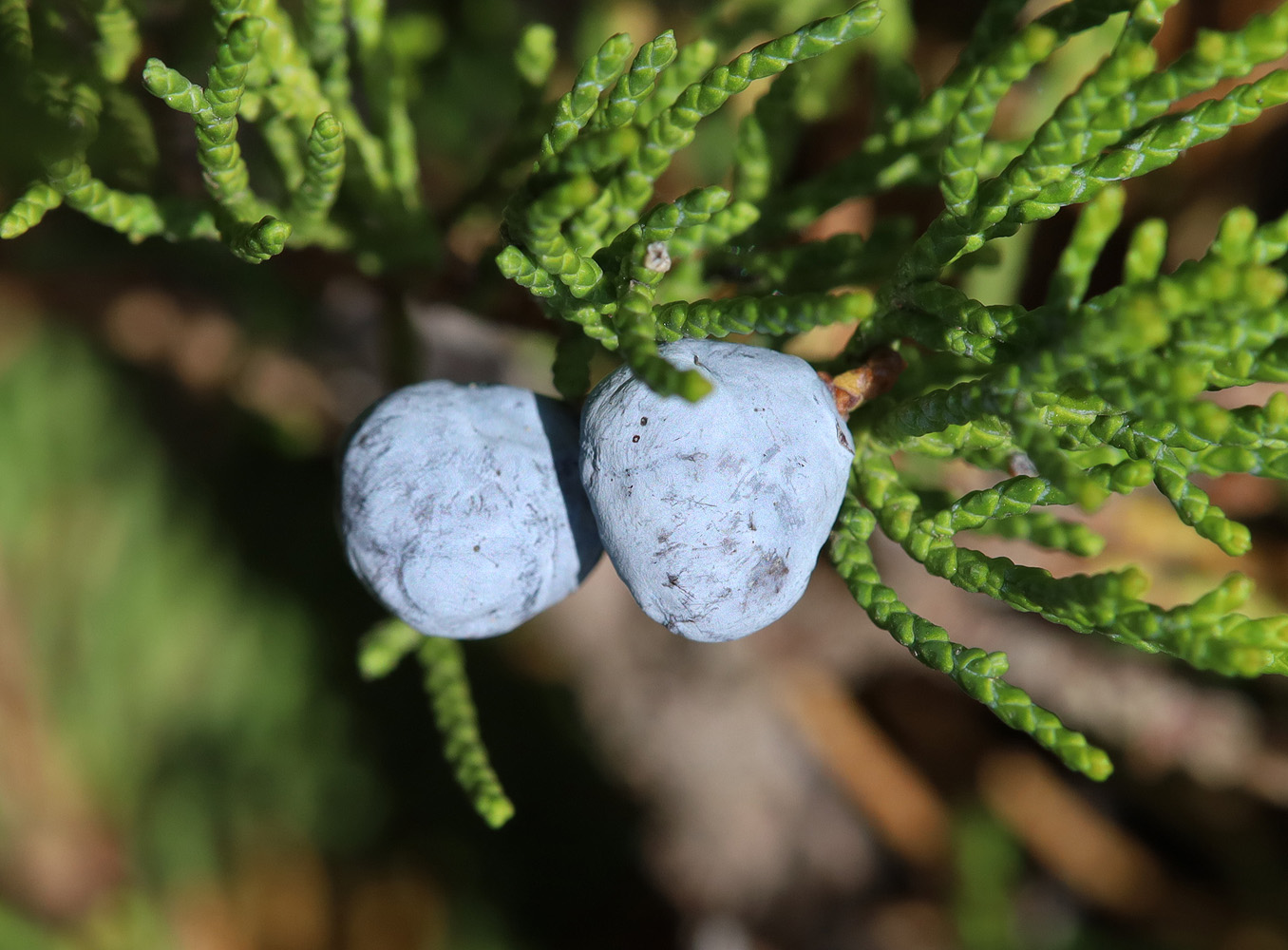 Image of Juniperus sabina specimen.