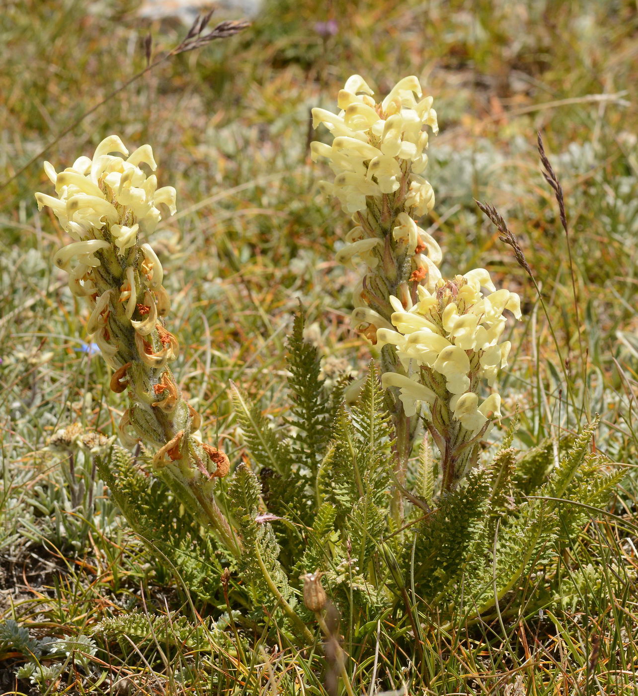 Изображение особи Pedicularis dubia.