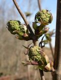 Sambucus racemosa. Распускающиеся соцветия. Ленинградская область, 6 км ю-з Петергофа, окр. пос. Низино. 15 апреля 2007 г.