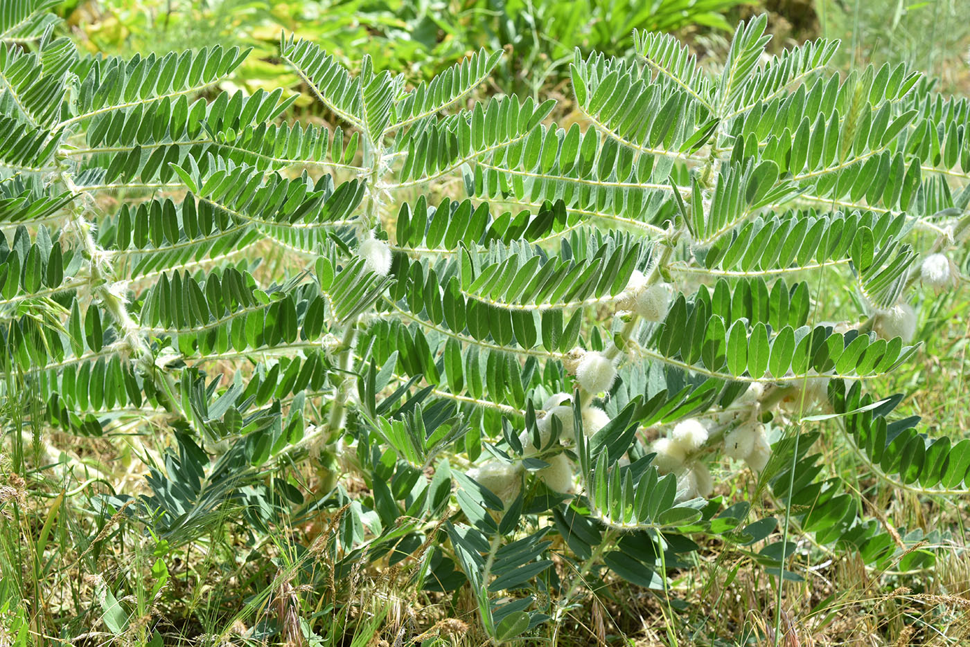 Image of Astragalus sieversianus specimen.