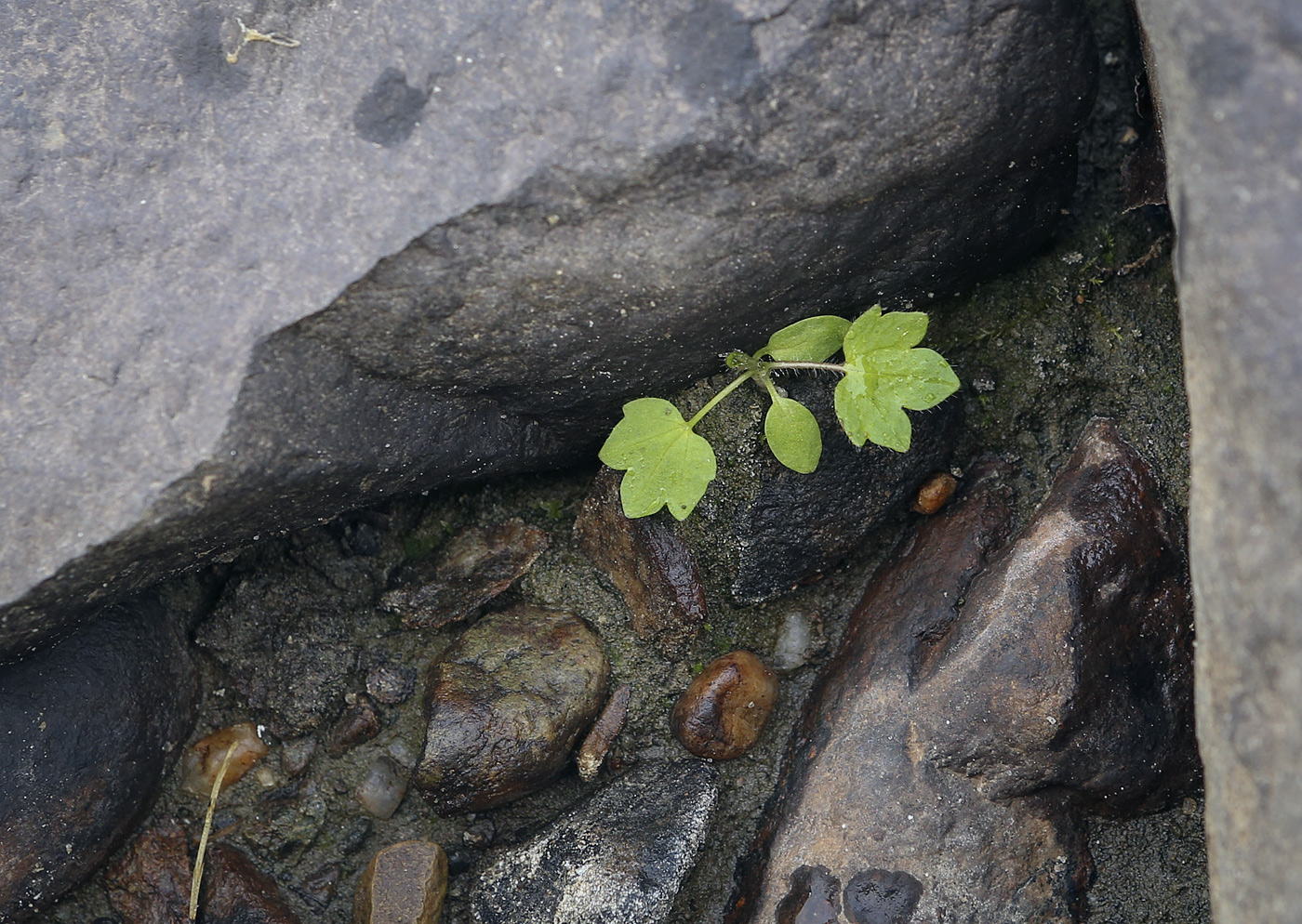 Image of familia Ranunculaceae specimen.