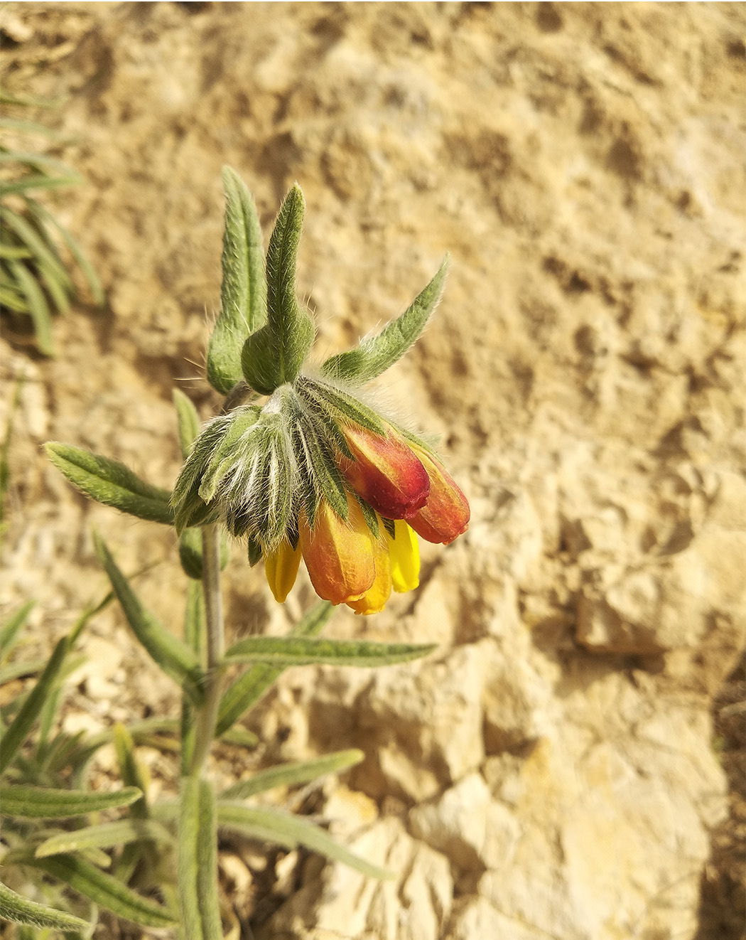 Image of Onosma dichroantha specimen.