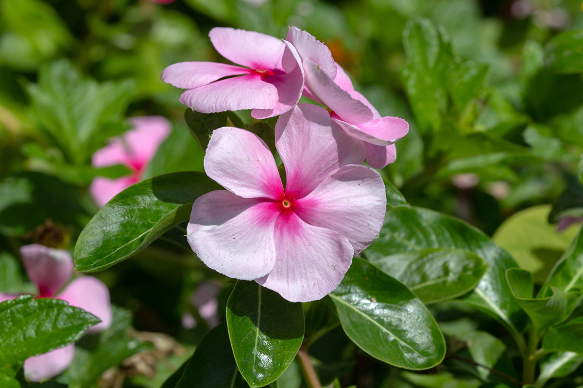 Изображение особи Catharanthus roseus.