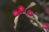 Cotoneaster tauricus