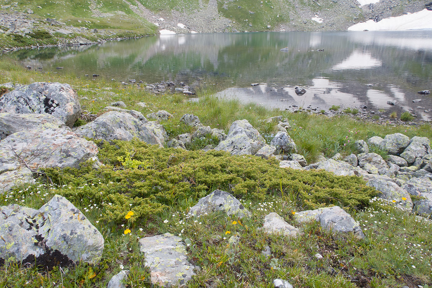 Image of Juniperus hemisphaerica specimen.