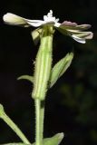 Silene turkestanica