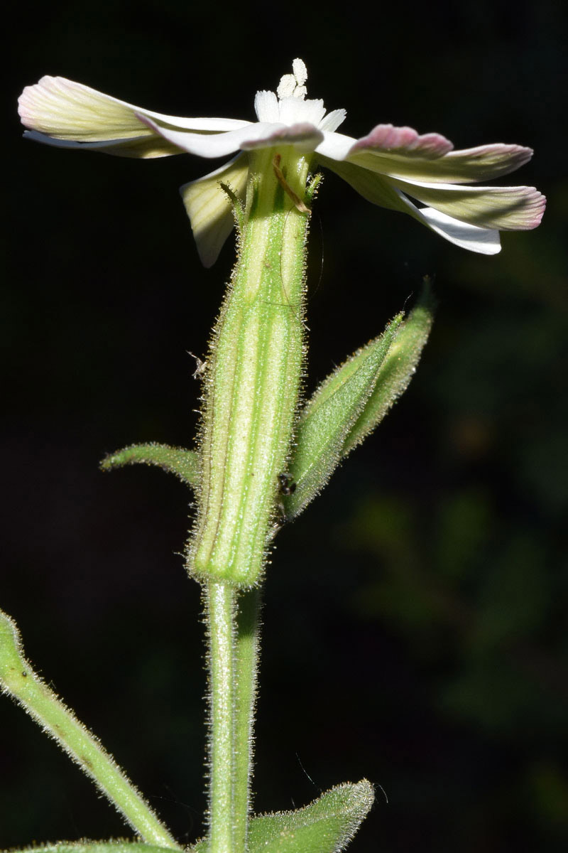 Image of Silene turkestanica specimen.