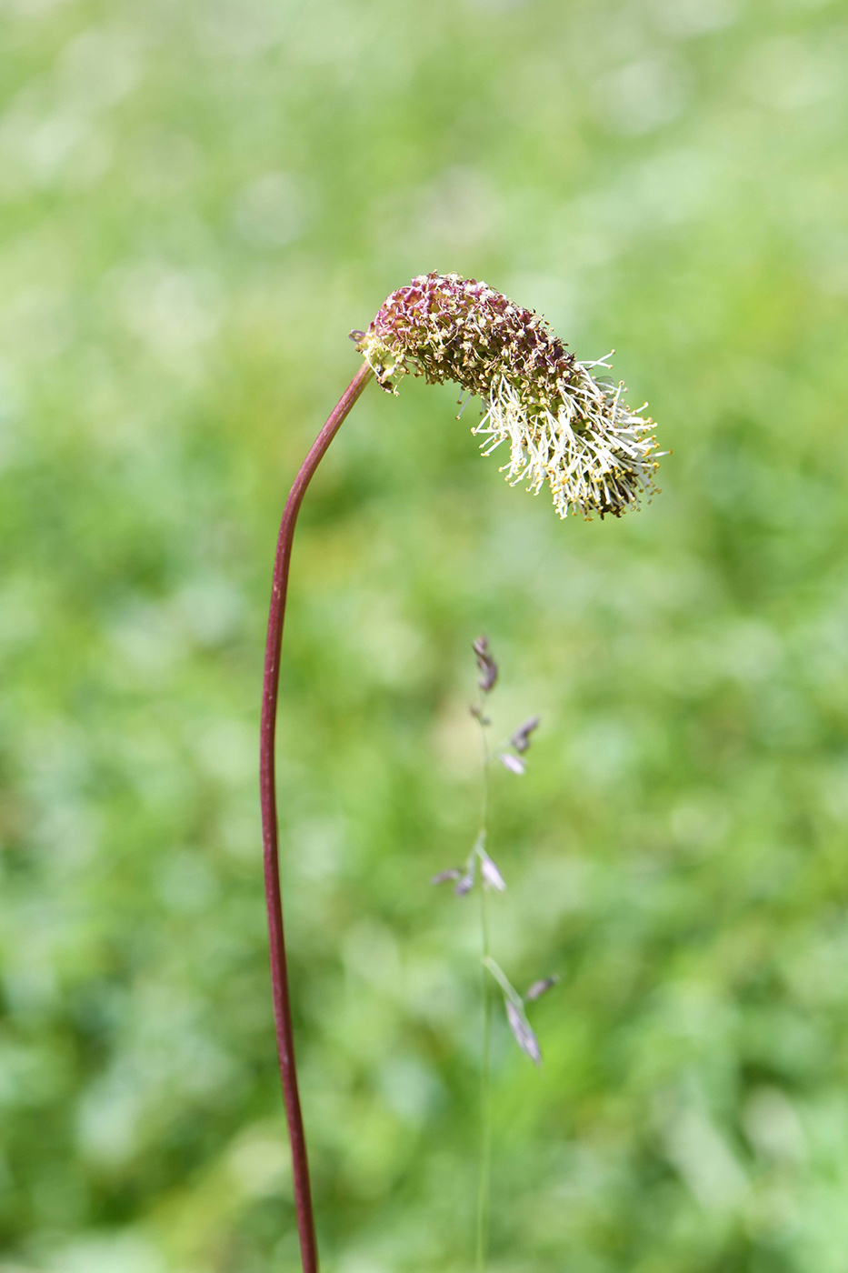 Изображение особи Sanguisorba alpina.