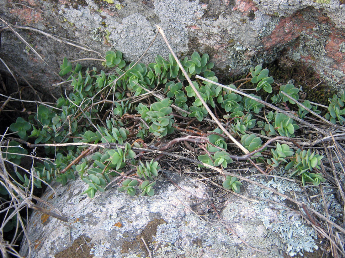 Image of Hylotelephium ewersii specimen.