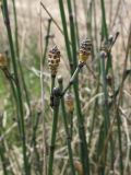 Equisetum hyemale. Побеги со стробилами (ветвление после гибели верхушечной почки). Беларусь, Гродненская обл., Новогрудский р-н, дер. Орковичи, узкая полоса между вспаханным полем и грунтовой дорогой. 11.05.2022.