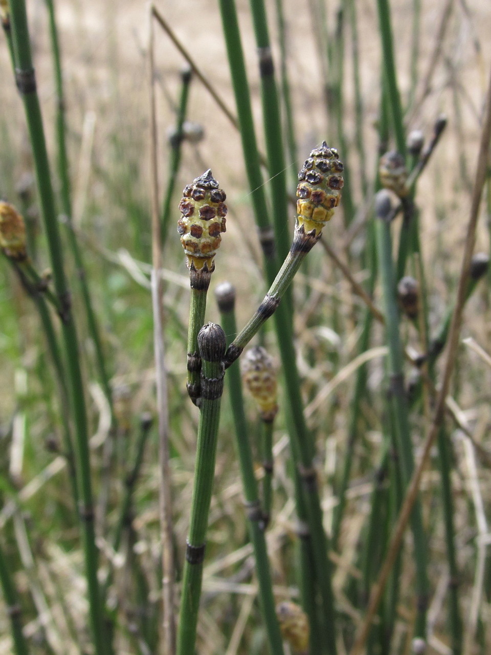 Изображение особи Equisetum hyemale.