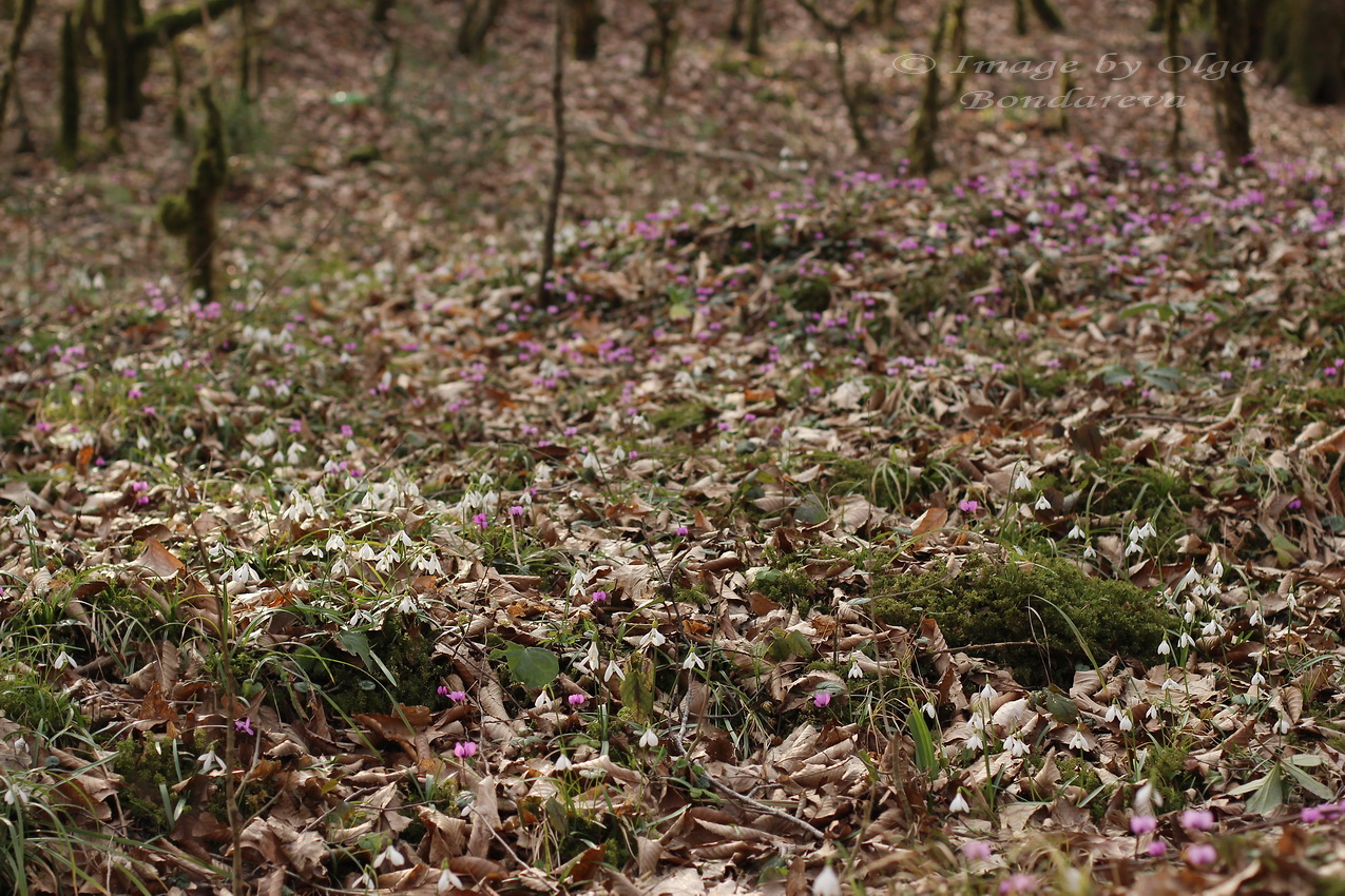 Изображение особи Galanthus rizehensis.