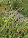 Equisetum ramosissimum