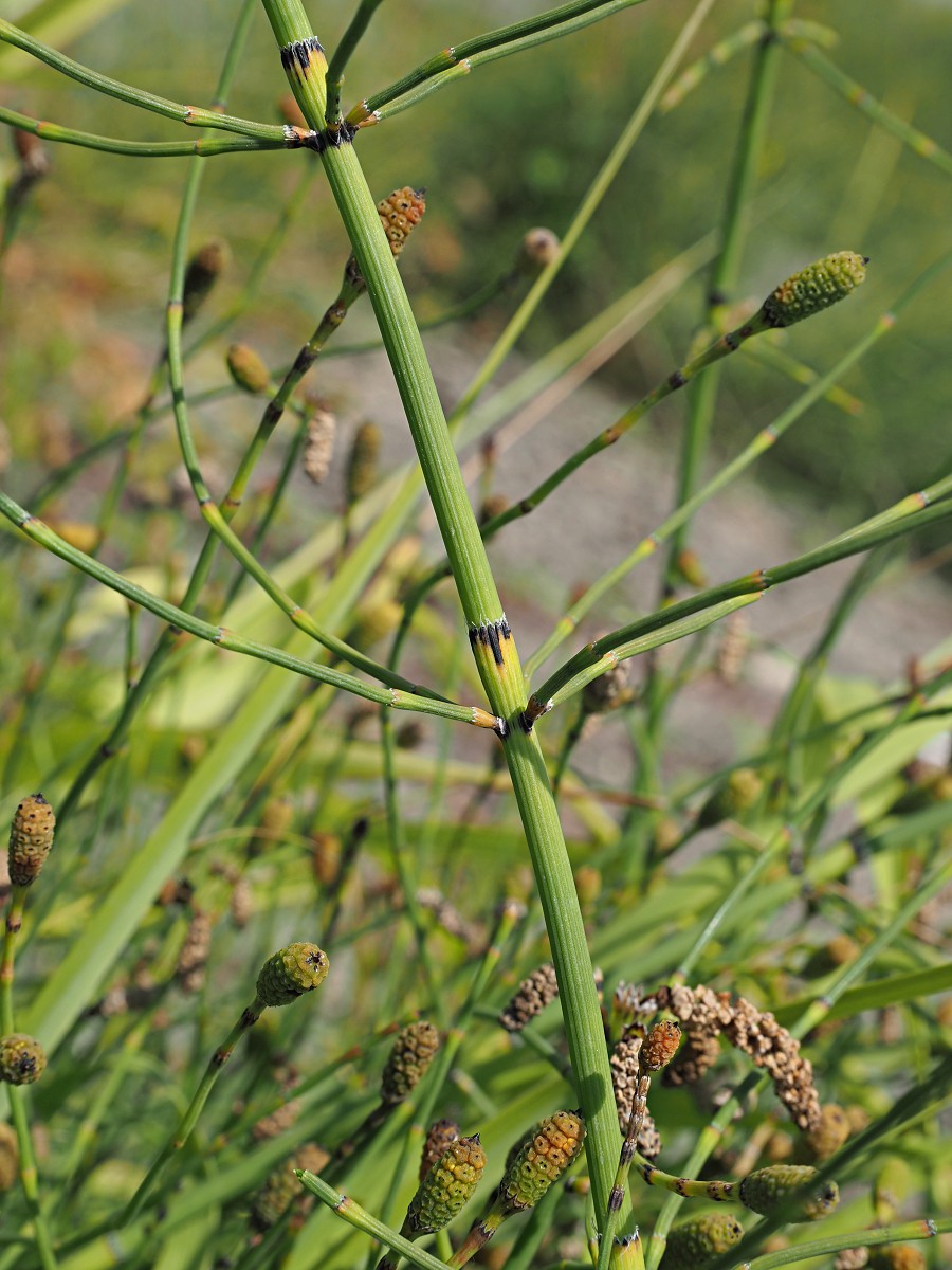 Изображение особи Equisetum ramosissimum.