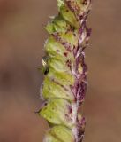 Elsholtzia pseudocristata