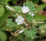 Malva neglecta