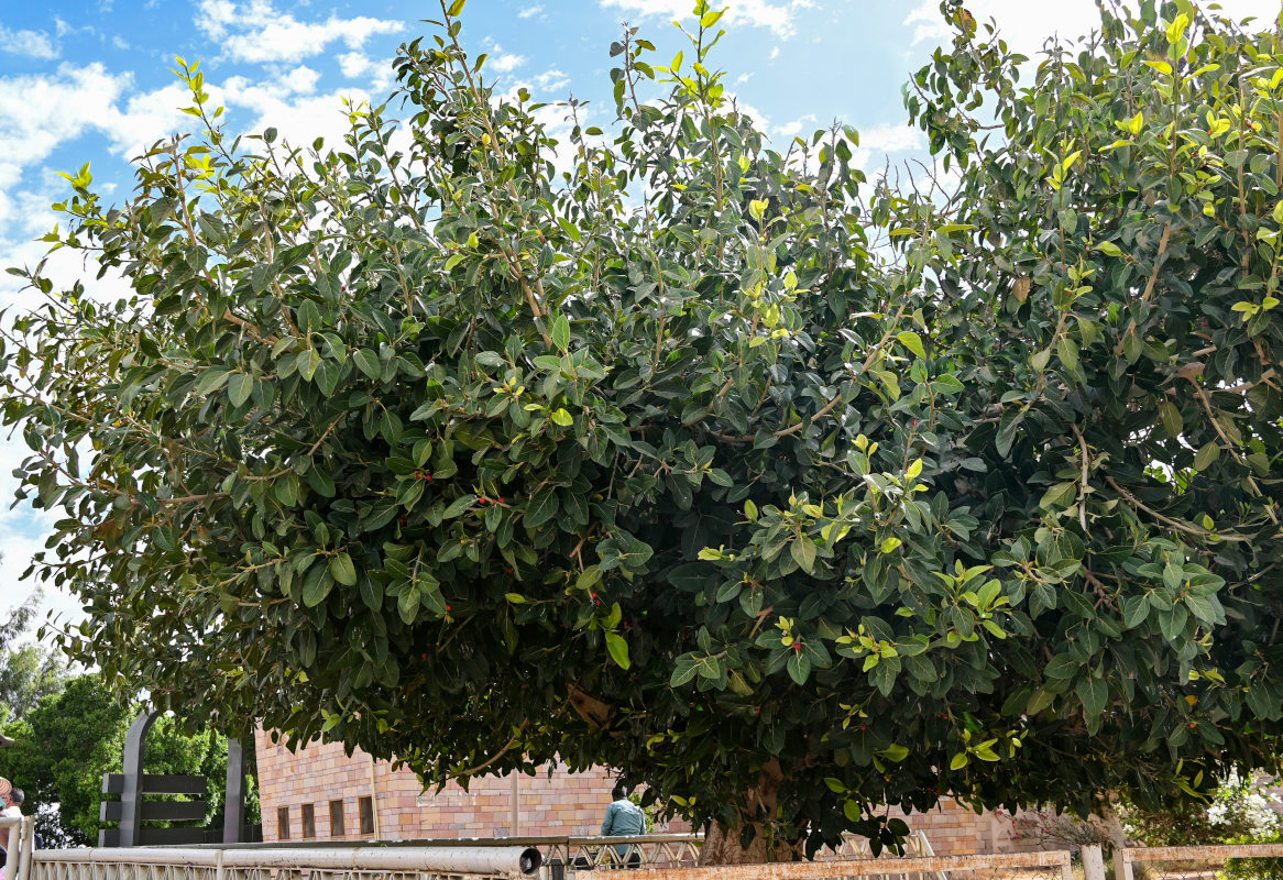 Изображение особи Ficus benghalensis.