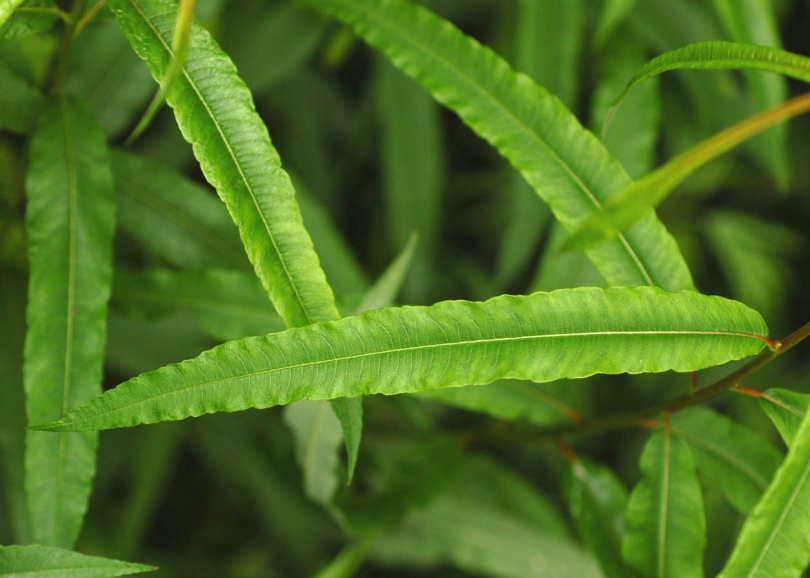 Image of Salix siuzewii specimen.