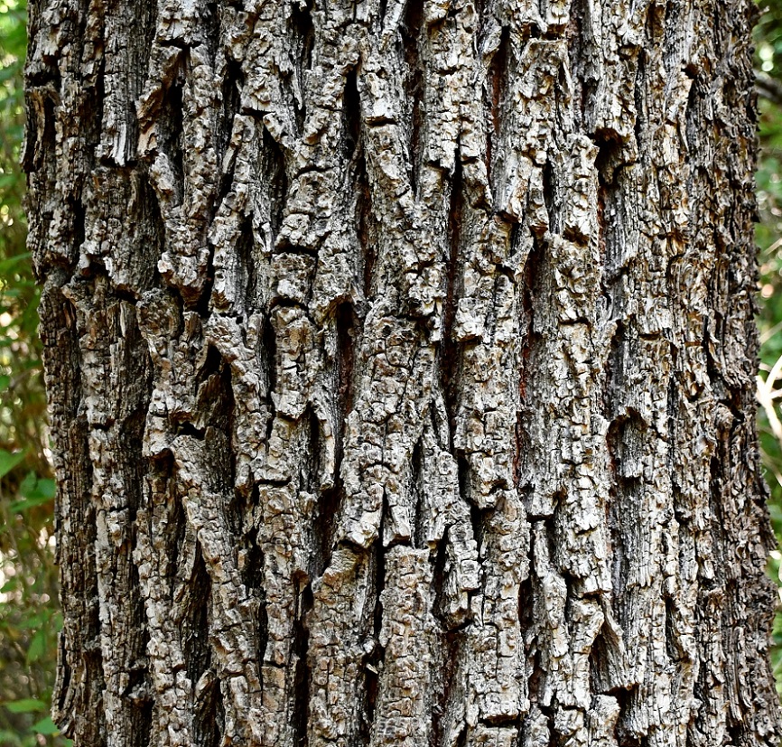 Изображение особи Ulmus minor ssp. canescens.