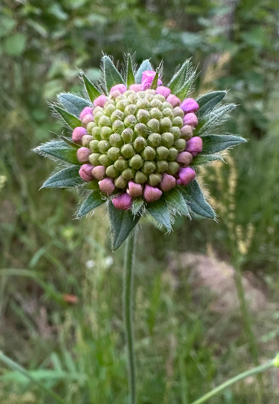 Image of Knautia arvensis specimen.