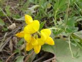 Lotus corniculatus