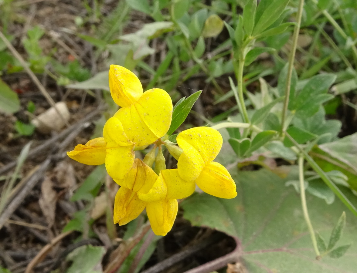 Image of Lotus corniculatus specimen.