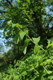 Polygonatum multiflorum