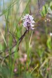 Dactylorhiza psychrophila