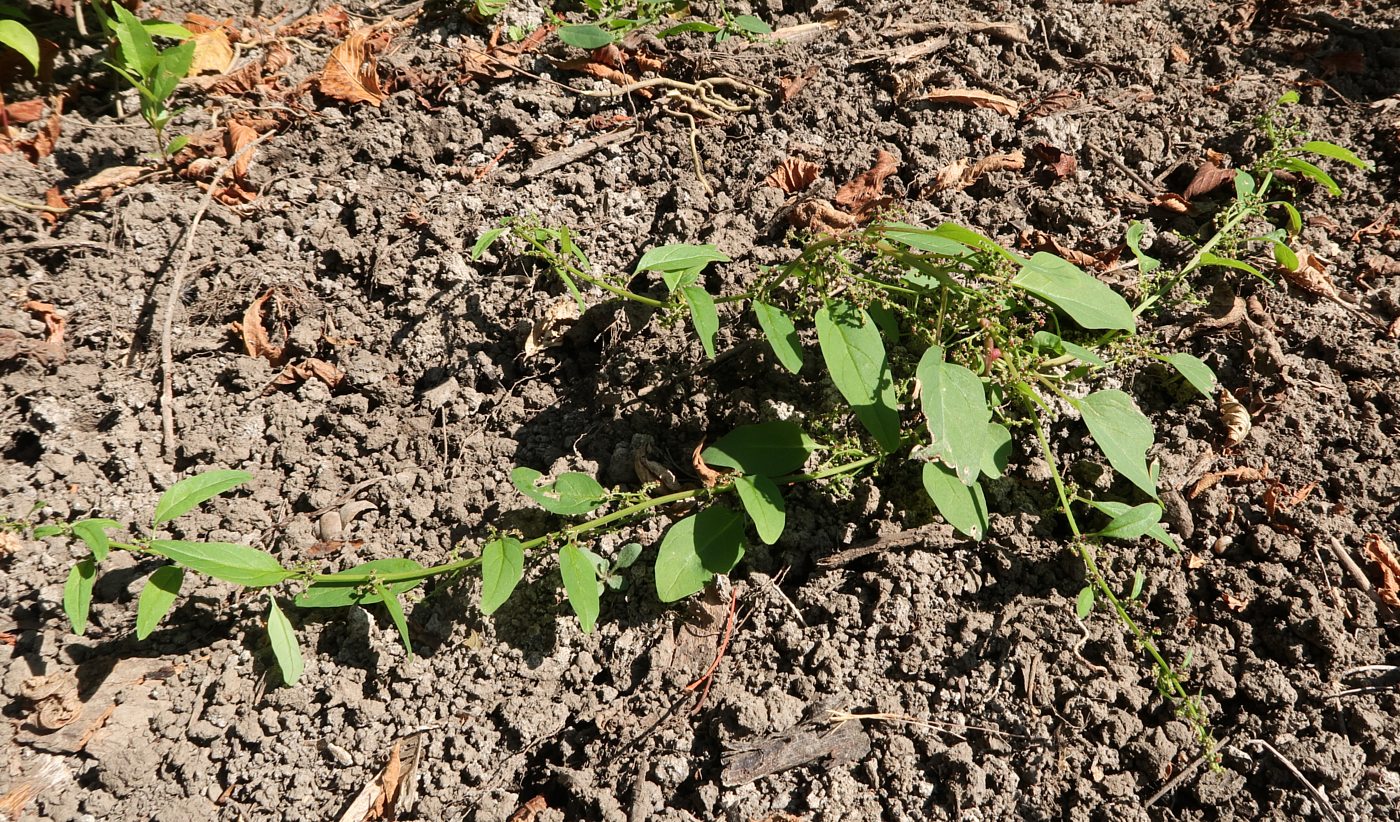 Image of Lipandra polysperma specimen.