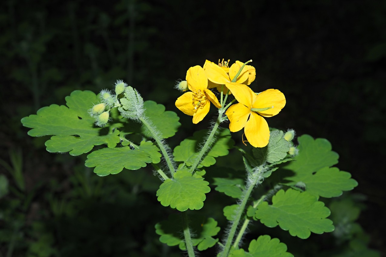 Image of Chelidonium majus specimen.