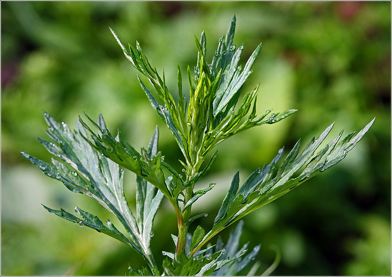 Image of Artemisia vulgaris specimen.