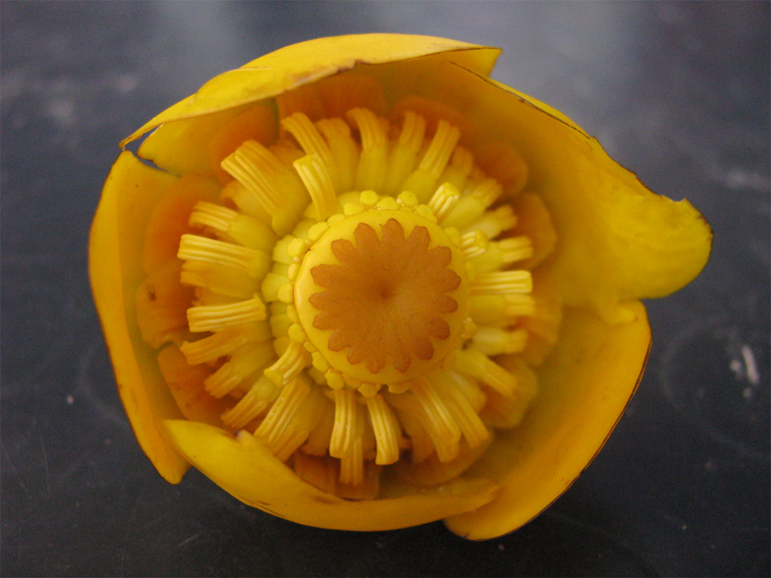 Изображение особи Nuphar lutea.