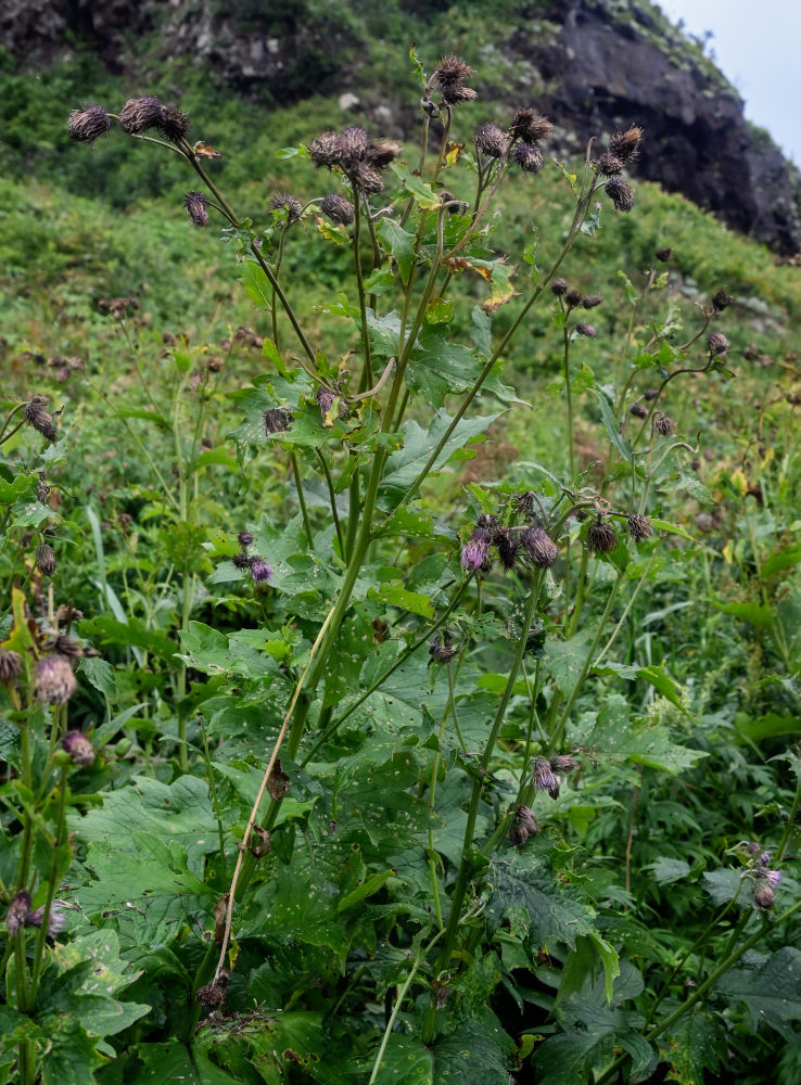 Image of Cirsium kamtschaticum specimen.